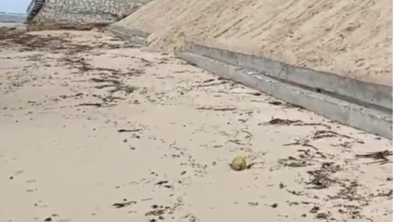 A importância da proteção costeira no litoral alagoano