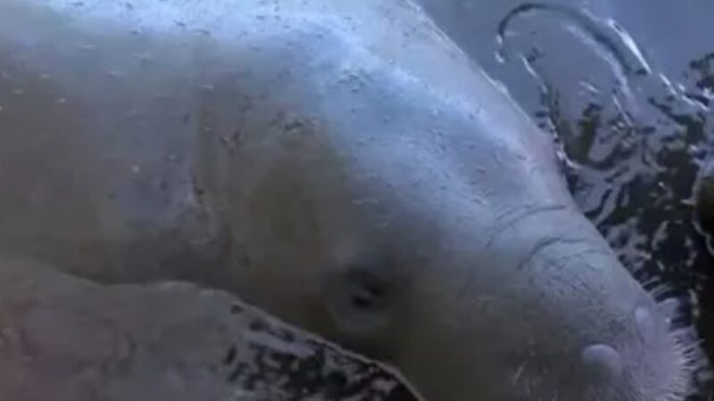 Resultados dos laudos da morte dos peixes-boi