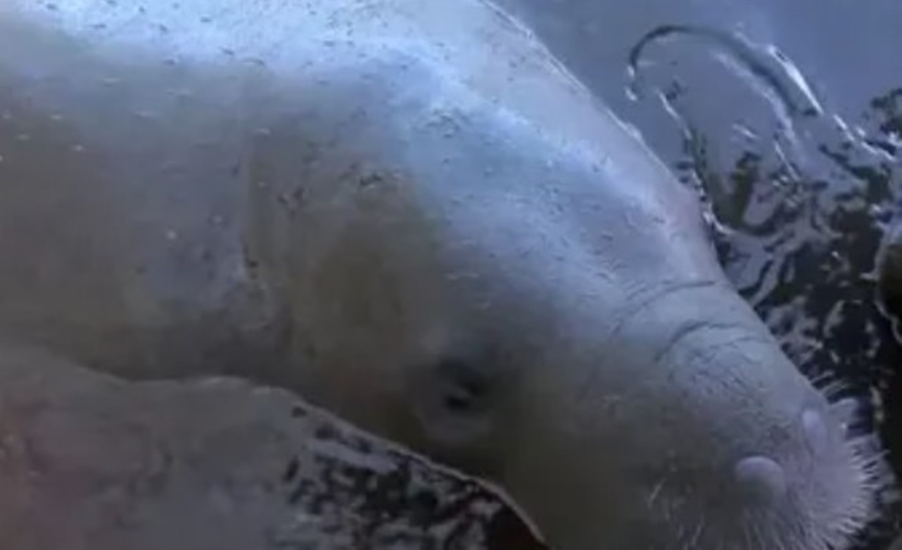 Resultados dos laudos da morte dos peixes-boi